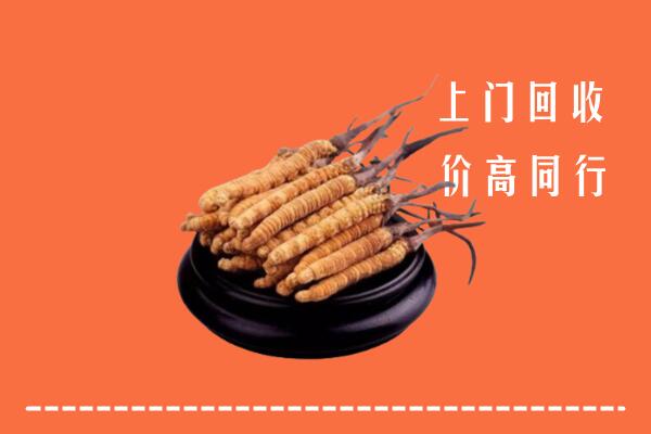 乐山市回收散虫草